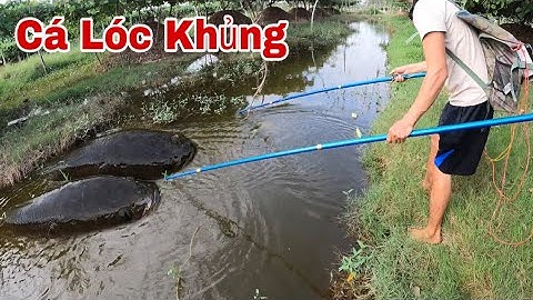 Kích Cá Trúng Con Cá Lóc Khủng Trong Hồ Lúc Nước Thuỷ Triều Rút