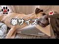 【超大型犬】腫瘍は拳の大きさに。でもアルファは元気です