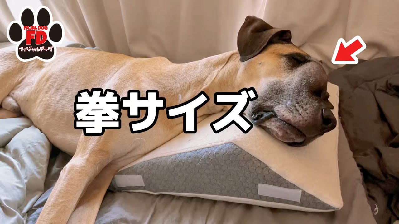 【超大型犬】腫瘍は拳の大きさに。でもアルファは元気です