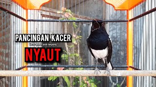 kacer gacor NGEPLONG tarung ini paling ampuh buat PANCINGAN KACER agar EMOSI