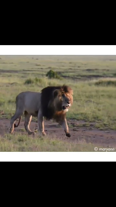 SCARFACE LION.
