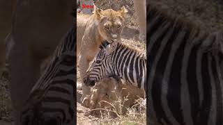 lion attack 🐅🐅🐅 🦓🦓 zebra..👍👍👍