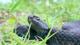 Black Adder (Vipera berus)