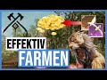 Mit Farmen in New World reich werden!