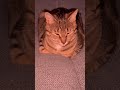 #metallica #cat #chat #lachat #веселыекоты #котофейка #kitten #прикольныекоты #funny #красиваякошка