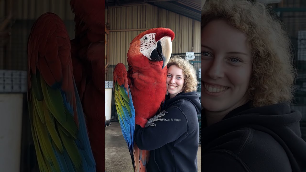 Giant Macaw Parrot And His Smiling Companion Viralvideo Trending Funny Birds Mother