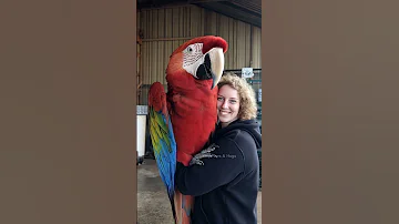 Giant Macaw Parrot And His Smiling Companion Macaw Viralvideo Trending Funny Birds Mother 