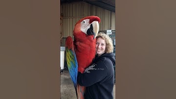 Thumbnail of Giant Macaw Parrot and His Smiling Companion #macaw #viralvideo #trending #funny #birds #mother