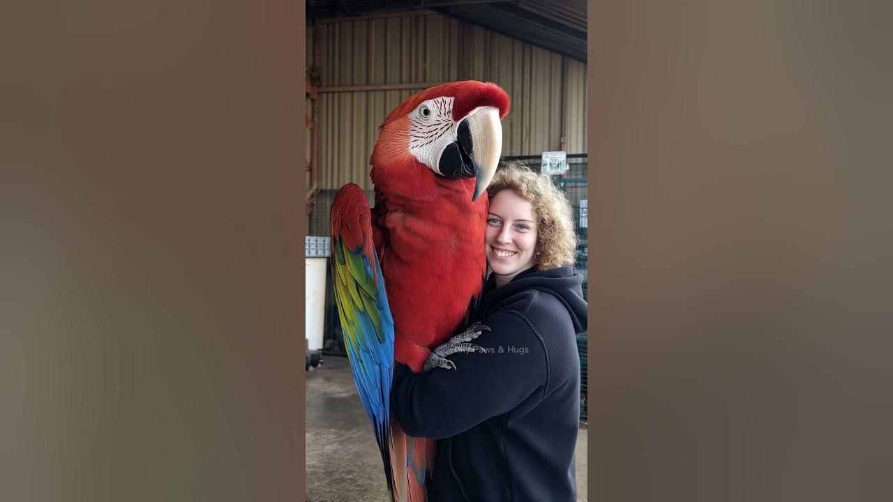 Giant Macaw Parrot and His Smiling Companion #macaw #viralvideo #trending #funny #birds #mother
