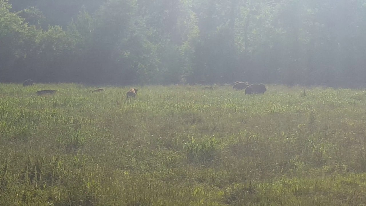 South Bison Range in Bumpus Mills, TN YouTube