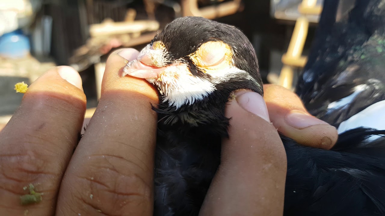 Achiziția noi  !!Jucătorii de Galați !!🤩🤩