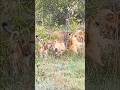 Lioness playing with her cub's #lion #shorts