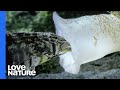 Fishhunting sea snail kills prey with toxic vomit