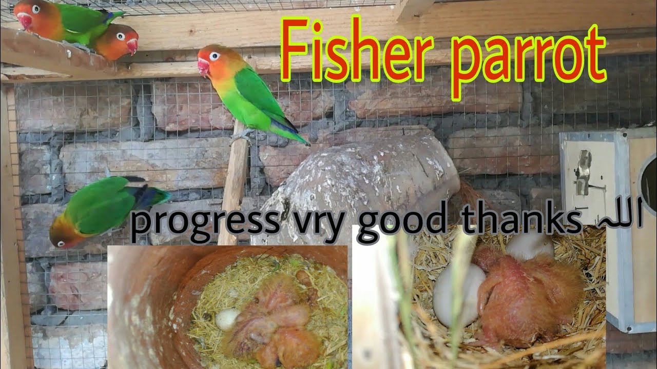 fisher lovebird parrot first breed and good hindi.urdu 