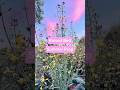 How to Prepare Raised Beds for Warm Season Planting