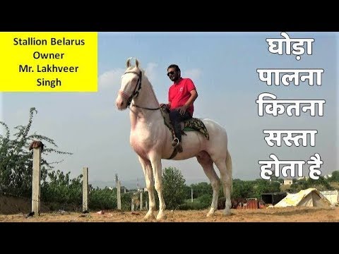 वीडियो: घोड़े को कैसे पालें