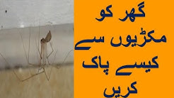 Makri Se Chutkare Ka Tarika-Makri Se Nijat Ka Gharelu Tarika