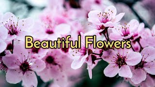 Beautiful Flowers || Beautiful Nature Flower || Background Music || Flower Video screenshot 5