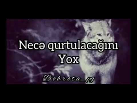 #PUBGQUBA'.SOXUCU SÖZLƏR.🤟😎CANAVARA AİD🐺😈