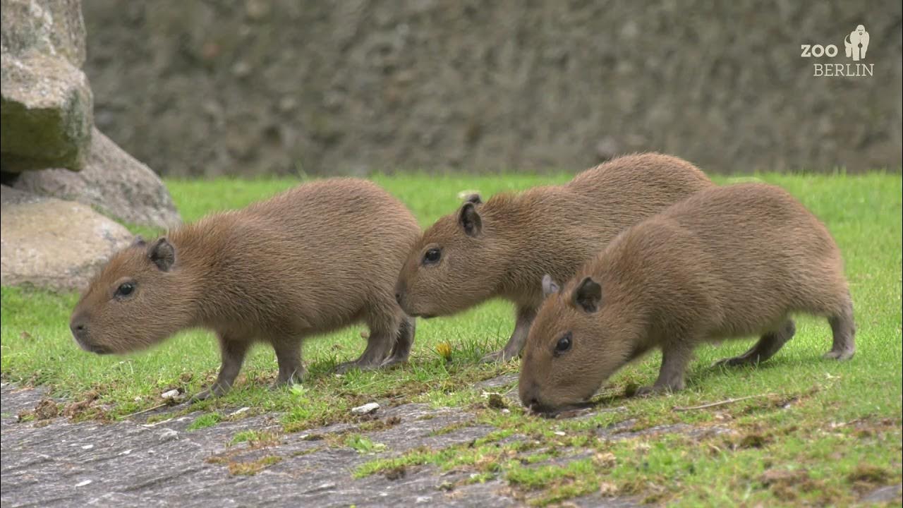Nachwuchs bei den Capybaras im Zoo Berlin - Capybara babies at Zoo Berlin 