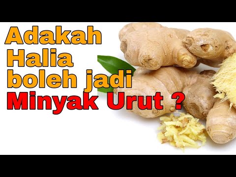 Video: Cara Membuat Minyak Halia