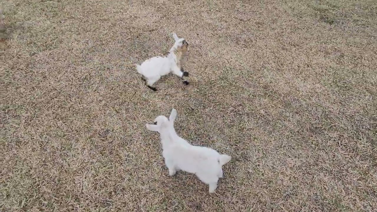 Boing Boing Boing Boing