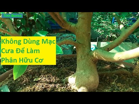 Tuyệt Đối Không Dùng Mạc Cưa Làm Chất Trồng Cho Mai Vàng | Tính Bonsai | Foci