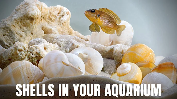 How to Prepare Shells for Your Aquarium - Shell-dw...