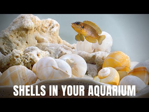 How to Prepare Shells for Your Aquarium - Shell-dweller Tank