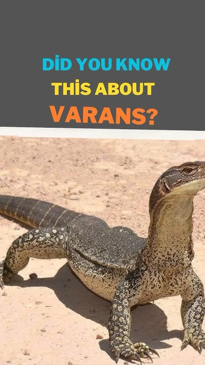 Varans The World's Largest Lizard Species and Komodo Dragons' Closest