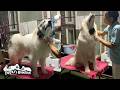 夜もブラッシングしないと家に入れないベルとリリーです　Great Pyrenees　グレートピレニーズ