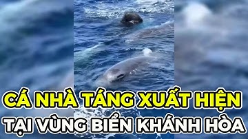 Cận Cảnh Cá Nhà Táng Vây Quanh Thuyền Ngư Dân