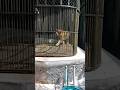 Zoo visit #tiger