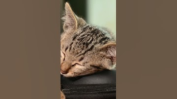 lazy cat sleeping in bed cat relaxing video #shorts #naturebeauty