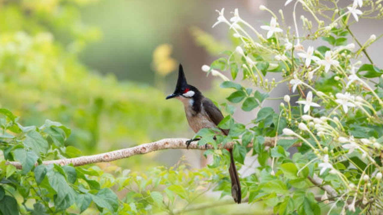 นกหัวจุก birds - เสียงนกตัวเมียร้องในกรงดีมาก กระตุ้นให้นกตัวผู้ร้องดี