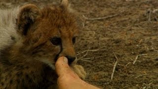 How To Win Over Cheetahs Man, Cheetah, Wild