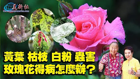 黄叶，枯枝，白粉，虫害，玫瑰花得病怎么办？ - 天天要闻