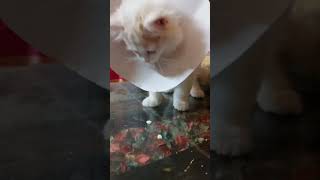 Crazy about Cheese | @Sweetupersiancat2024 by Sweetu - The Persian Cat 72 views 4 weeks ago 1 minute, 57 seconds