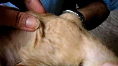 Watch the video about Royal (2° parte). gattino SPHYNX PETERBALD = SIAMESE/ORIENTALE NUDO, FLOCK, VELOUR, BRUSH