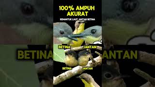 Download Lagu ciri ciri rementuk laut jantan dan betina #rementuklaut MP3