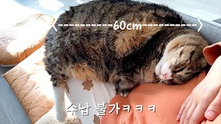 빅 사이즈 고양이는 애교도 크냐구요? by 지안스캣 Jian's Cat 8,072 views 2 months ago 9 minutes, 33 seconds