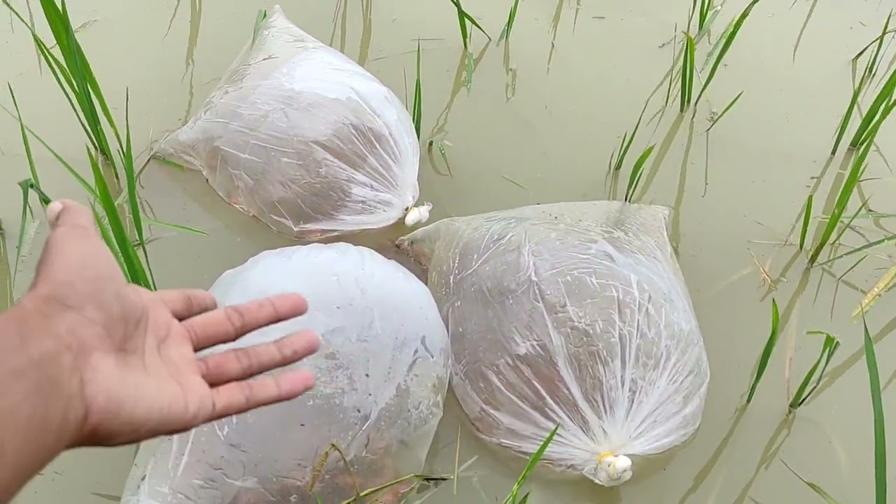 Tebar RIBUAN benih nila di sawah !! mina padi ikan nila