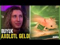 KAANFLIX | YENİ AXOLOTL ALDIM! BU DEFA BÜYÜK AXOLOTL GELDİ İZLİYOR (Akvaryum Odası)
