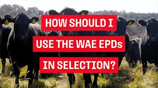 HOW SHOULD I USE THE WAE EPDS IN SELECTION?