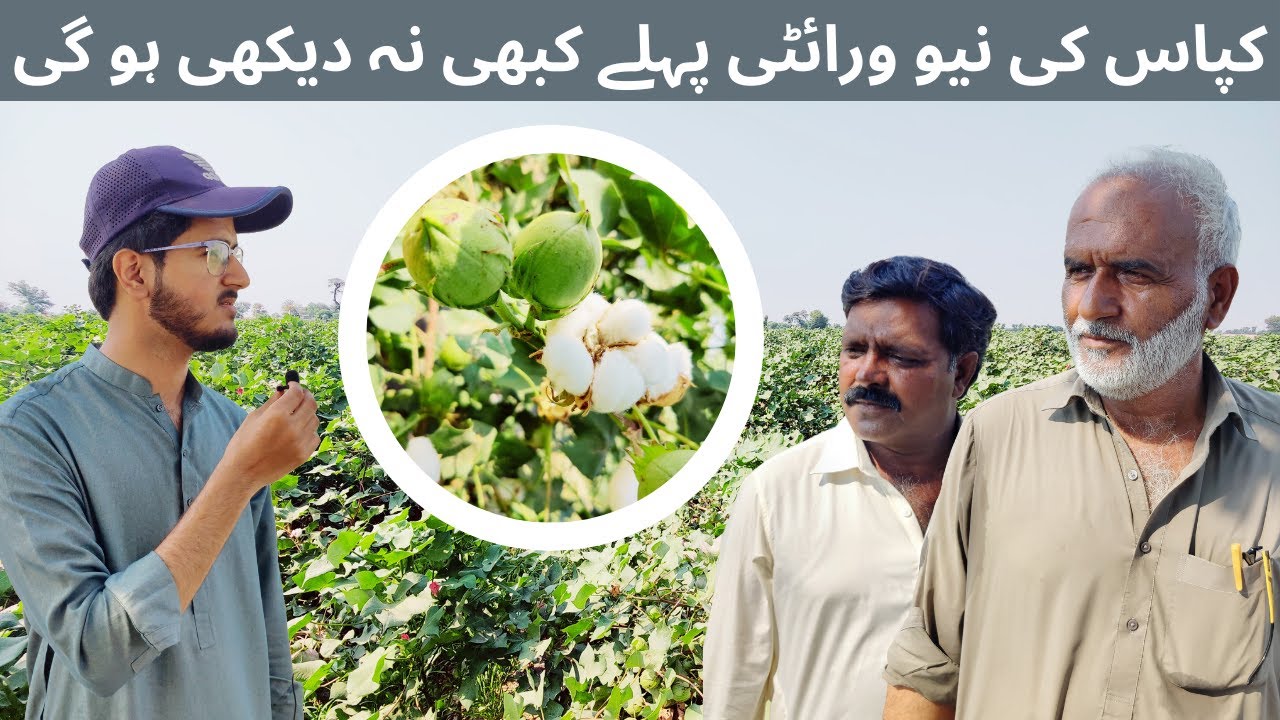 Cotton new variety 2023 & 2024 | King of cotton | Owner review | AlBarkat farm
