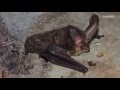 Female vampire bats donate blood to their friends