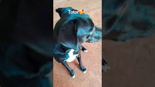 #naofloppa #caminhoparaumavidamelh #totor #cachorro