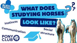 Horse Ethology | The Pony Club x Blue Cross