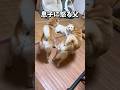 自分はいいけど息子が妻にちょっかい出すのは気に入らない夫 #豆柴 #柴犬 #親子
