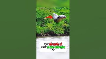 [P.2] Sự Thật Về Những Con Rắn Khổng Lồ #shorts
